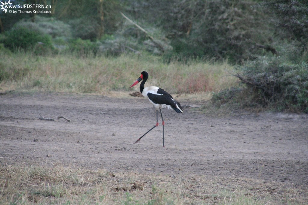 IMG 7989-Kenya, bird in Kimana Reserve
